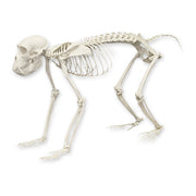 Replica Rhesus Monkey Skeleton
