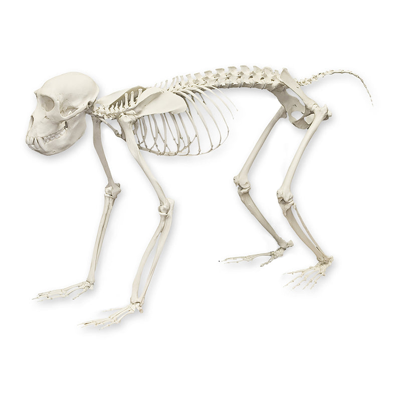 Replica Rhesus Monkey Skeleton