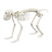 Replica Rhesus Monkey Skeleton