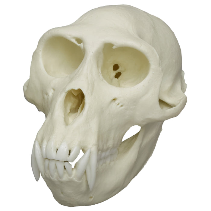 Replica Rhesus Monkey Skull