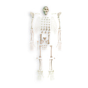 Replica Rhesus Monkey Skeleton