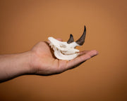 SKULLIES - Miniature Rhino Skull
