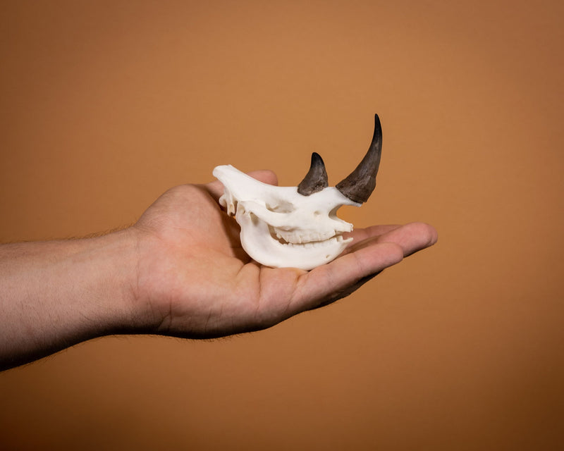 SKULLIES - Miniature Rhino Skull