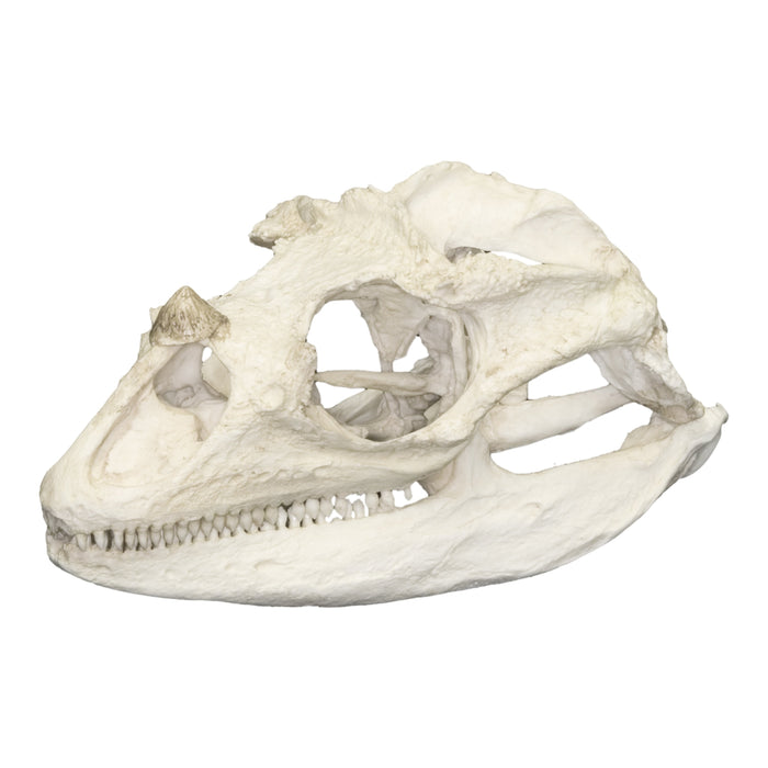 Replica Rhino Iguana Skull