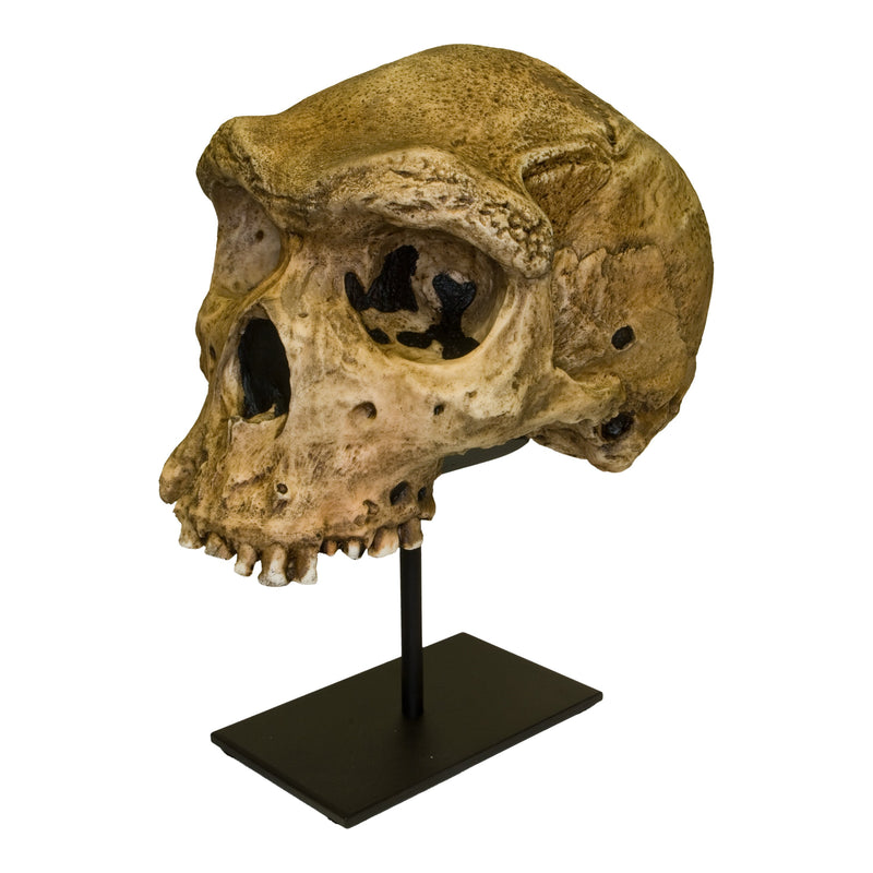 Replica Rhodesian Man Skull