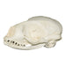 Replica Ribbon Seal Skull