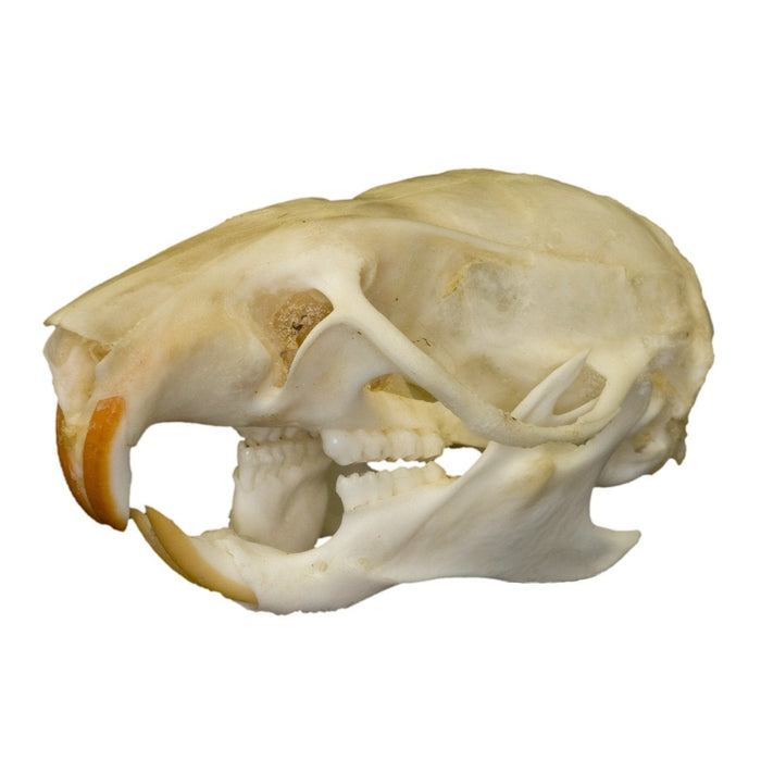 Real Ricefield Rat Skull