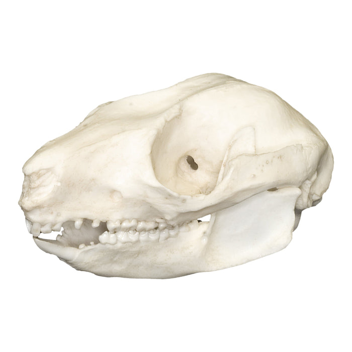 Replica Ring-tailed Possum Skull