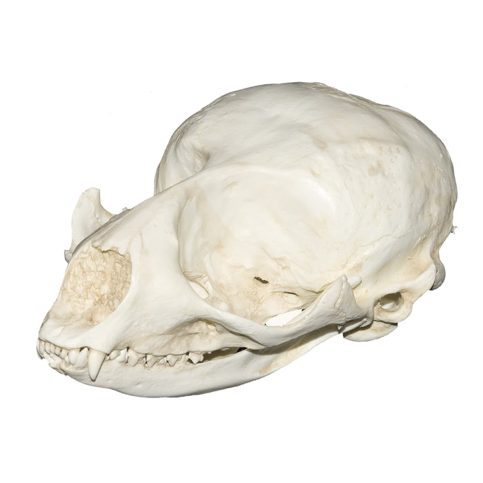 Replica Ringed Seal Skull