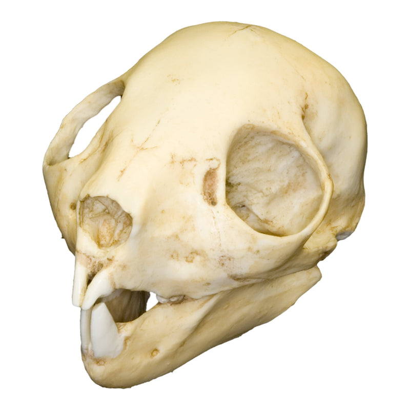 Replica Aye-aye Skull - Adolescent