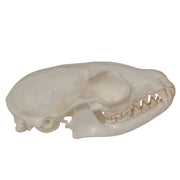 Replica Ringtail Skull