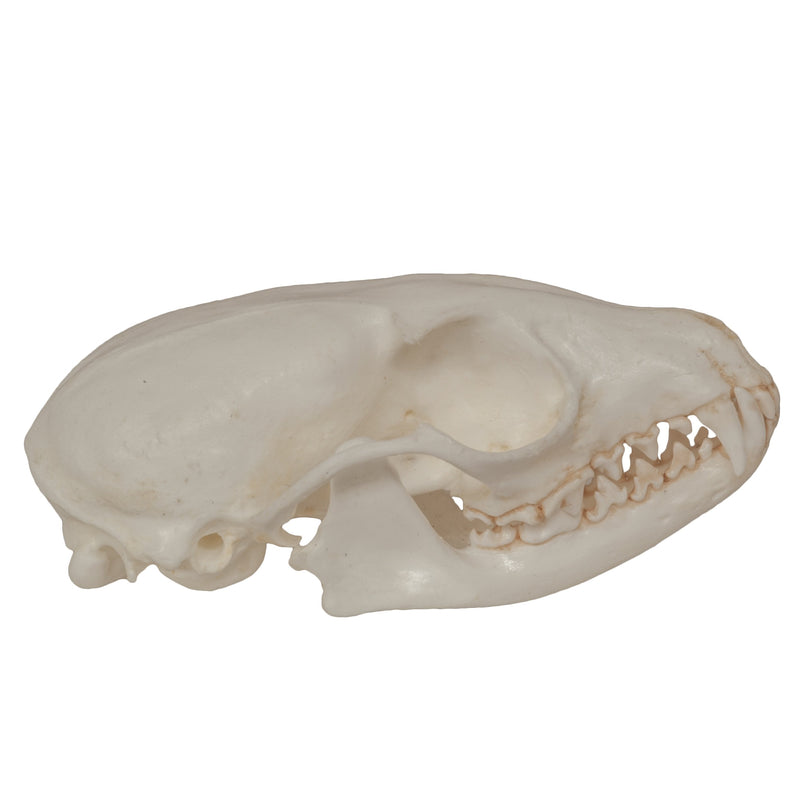 Replica Ringtail Skull