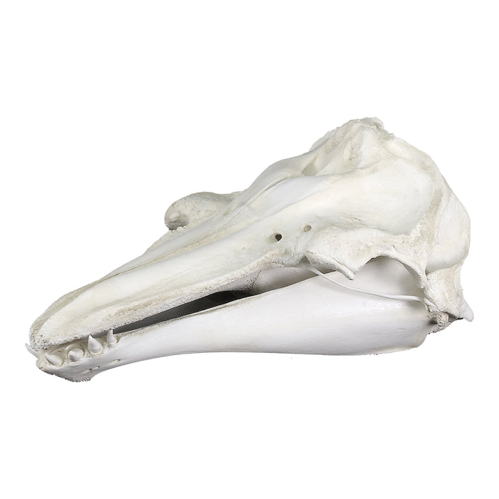 Replica Risso's Dolphin Skull