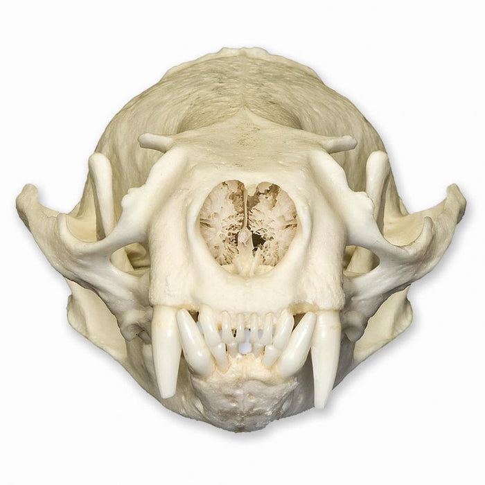 Real American River Otter Skull