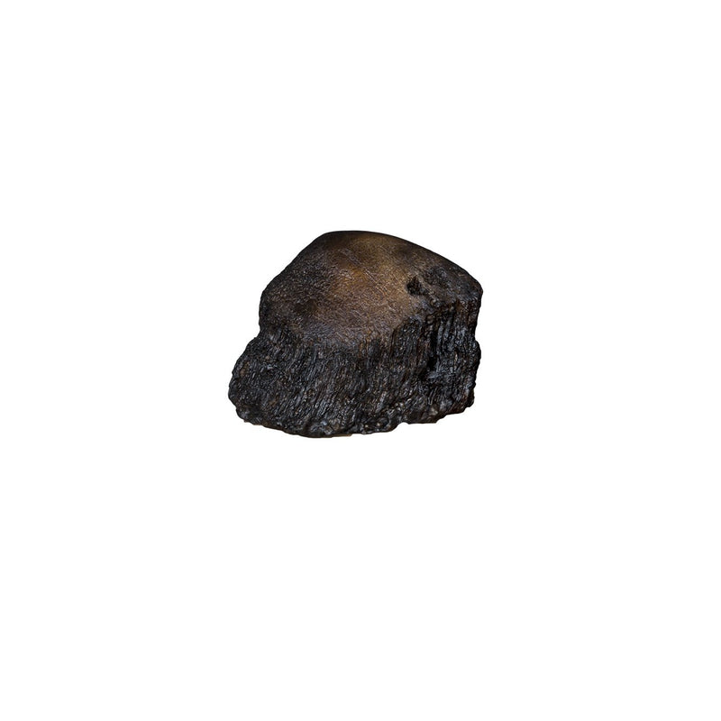 Replica Sumatran Rhinoceros Horns