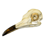 Replica Roadrunner Skull