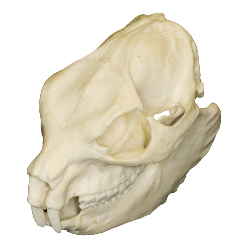 Replica Rock Hyrax Skull