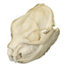 Replica Rock Hyrax Skull