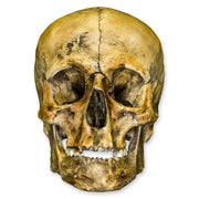 Replica Roman Gladiator Human Skull