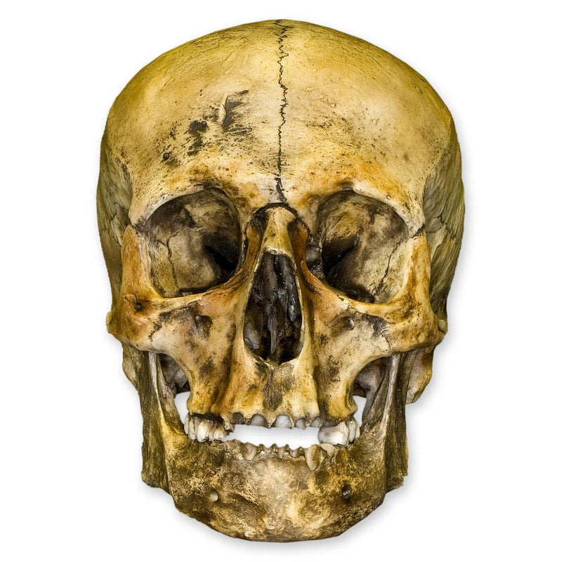 Replica Roman Gladiator Human Skull