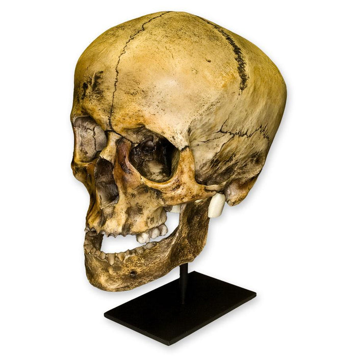 Replica Roman Gladiator Human Skull