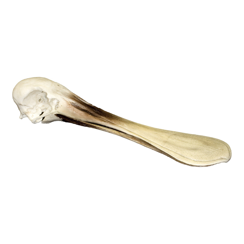 Replica Roseate Spoonbill Skull
