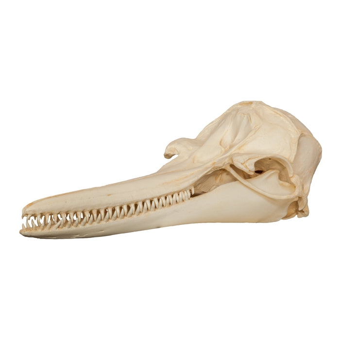 Replica Rough-toothed Dolphin Skull