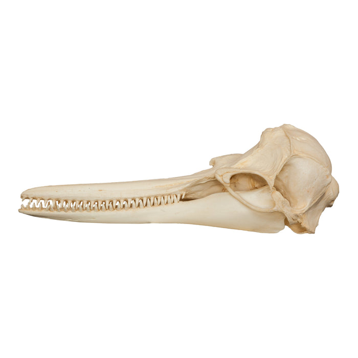 Replica Rough-toothed Dolphin Skull