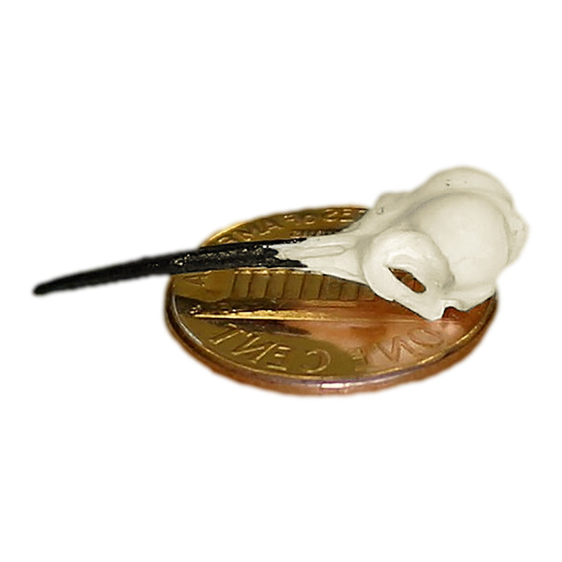 Replica Ruby-throated Hummingbird Skull