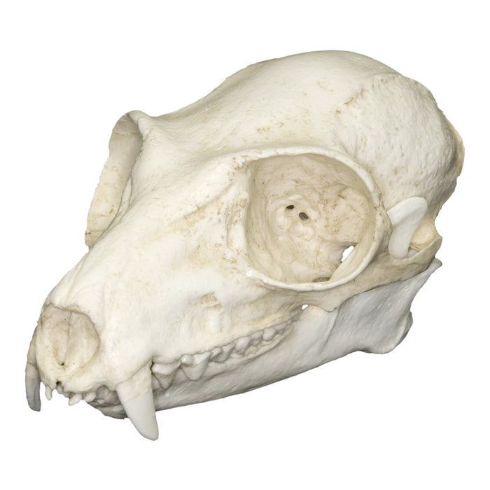 Replica Ruffed Lemur Skull