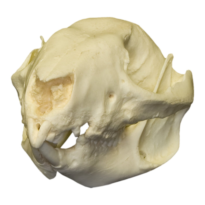 Replica Rufous Rat Kangaroo Skull