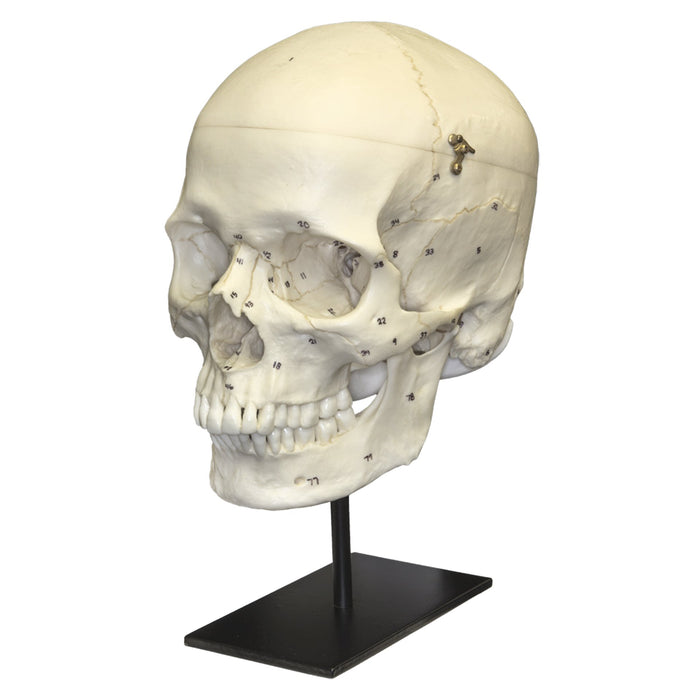 Replica Human European Male Skull with Calvarium Cut and Numbered
