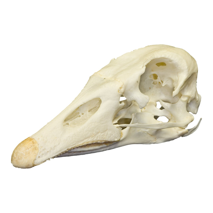 Real Domestic Goose Skull