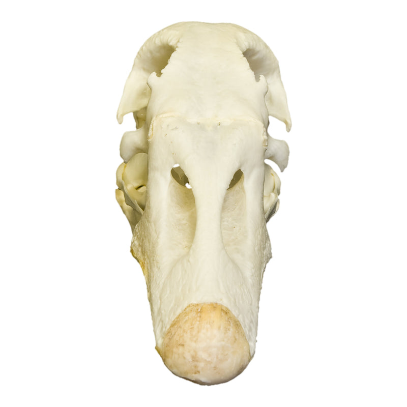 Real Domestic Goose Skull