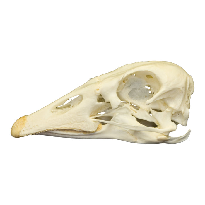 Real Domestic Goose Skull