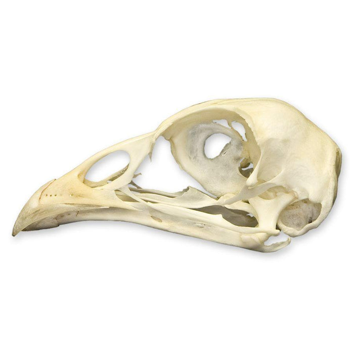 Real Pheasant Skull