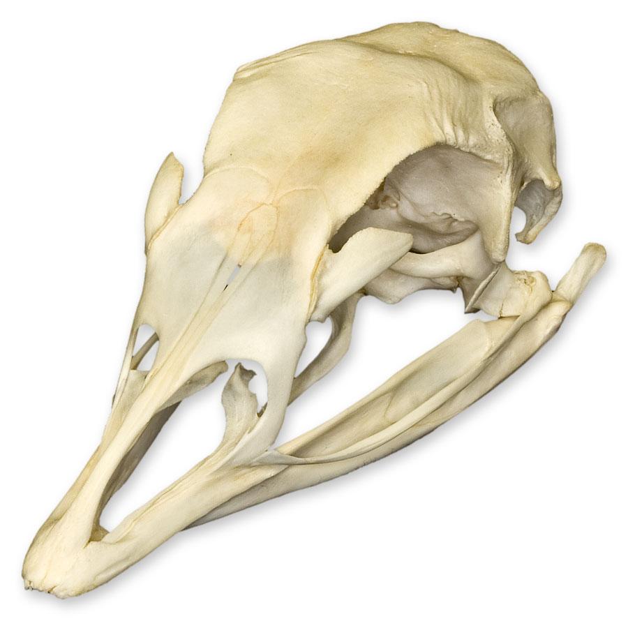 Real Domestic Turkey Skull For Sale — Skulls Unlimited