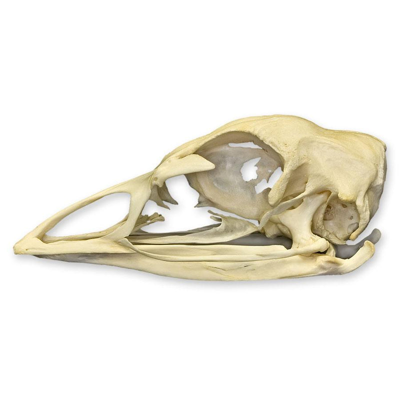 Real Domestic Turkey Skull