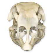 Real Domestic Turkey Skull