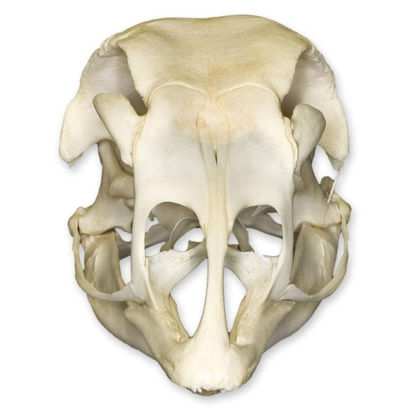 Real Domestic Turkey Skull