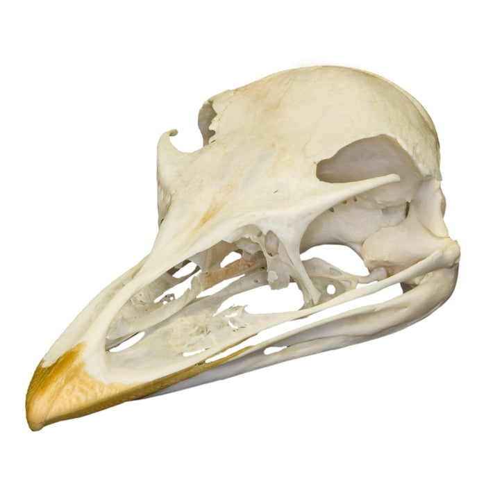 Real Emu Skull