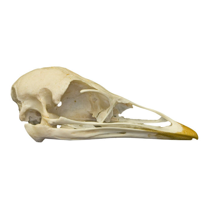 Real Emu Skull
