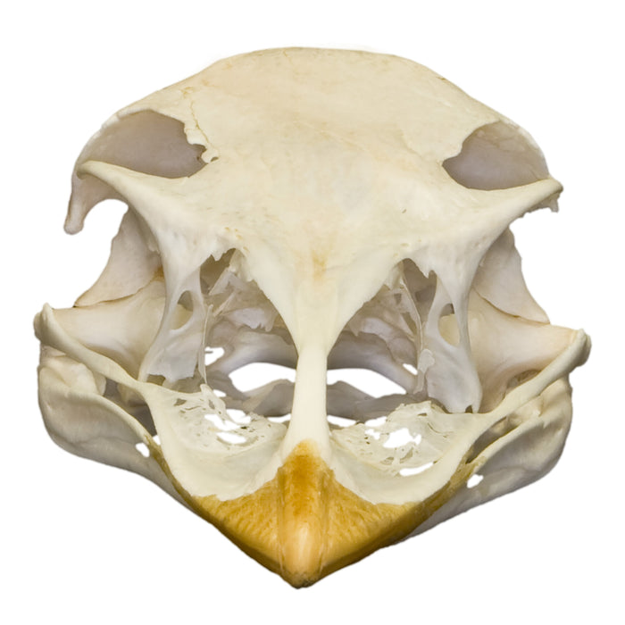 Real Emu Skull