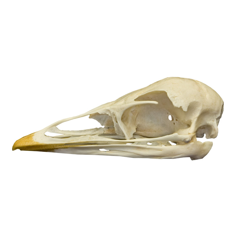Real Emu Skull
