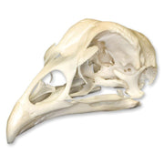 Real Chicken Skull