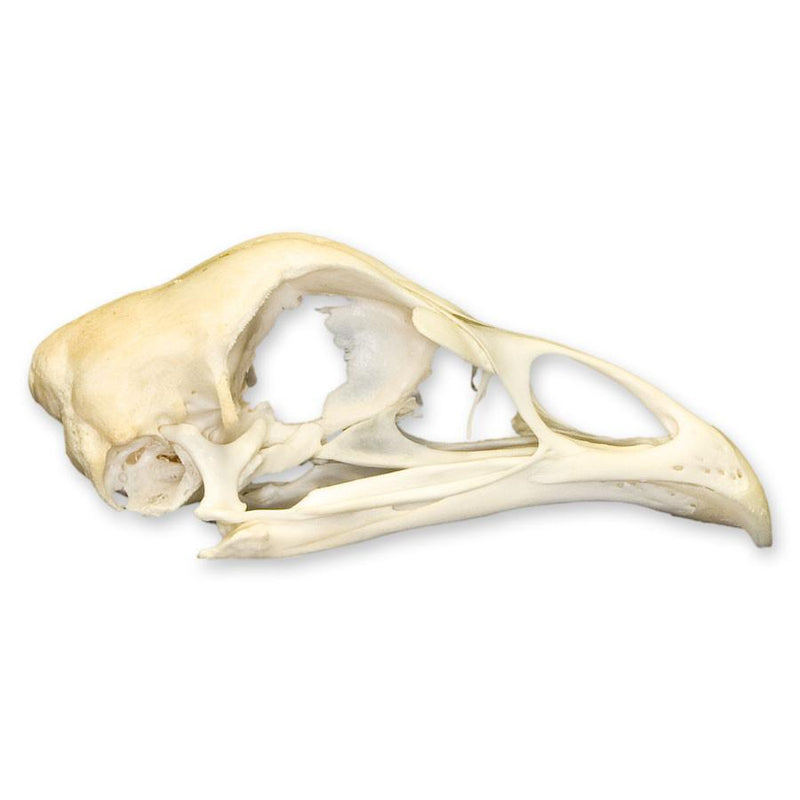 Real Chicken Skull