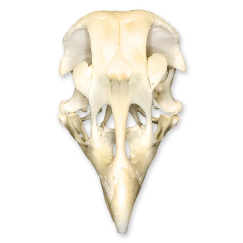 Real Chicken Skull