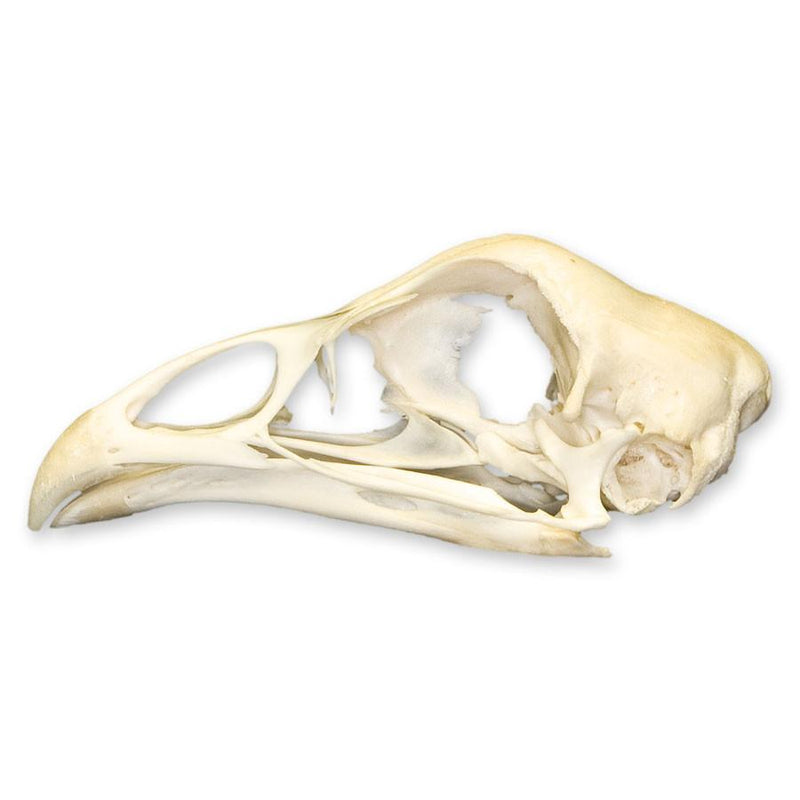 Real Chicken Skull