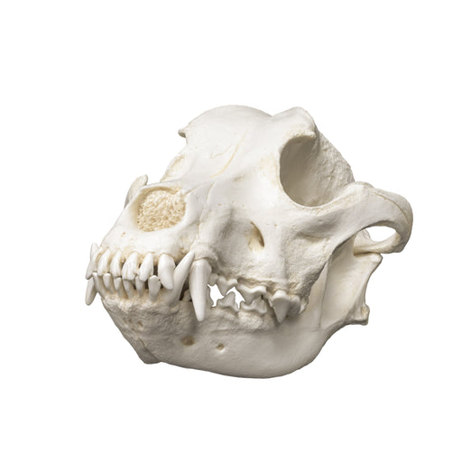Replica Pitbull Skull