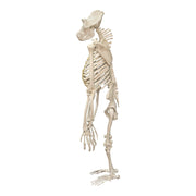 Replica Gorilla Skeleton
